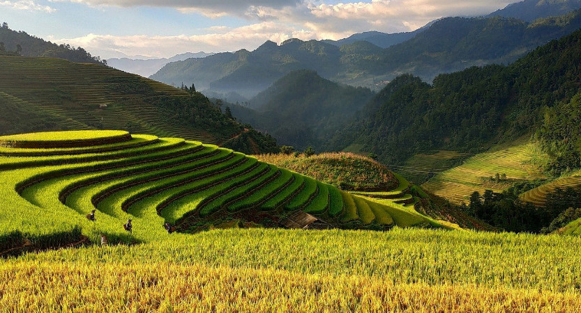 Terraced rice fields in mountains